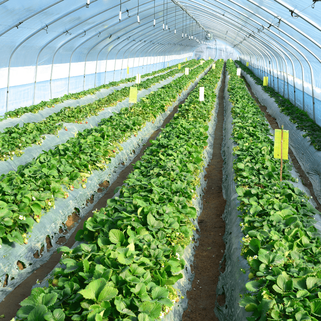 plants in high tunnel greenhouse