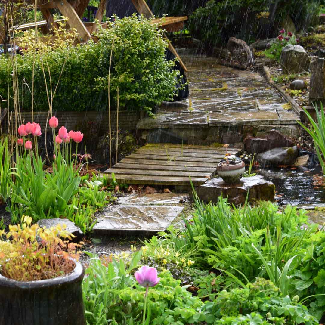 raining in garden