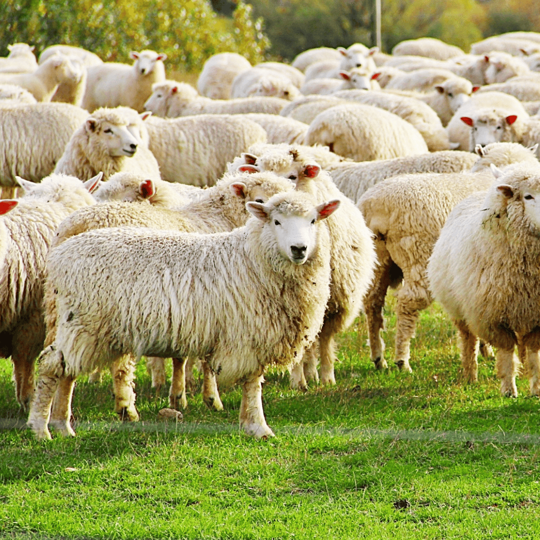 Herd of sheep 