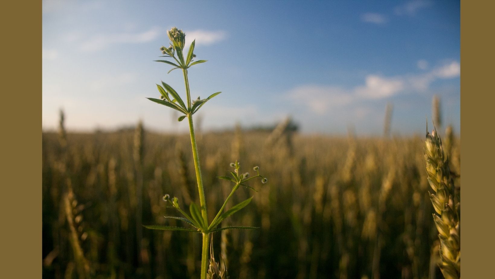 wheat field