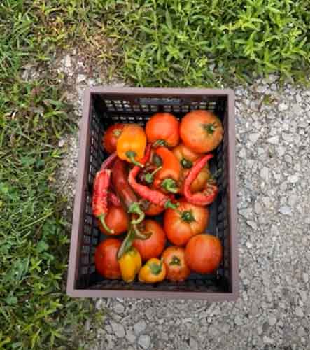 Donated Tomatoes & Peppers