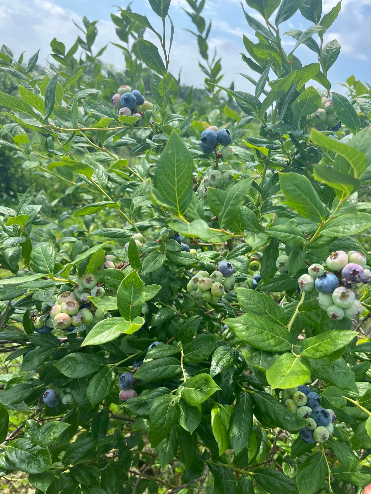 Decker's Berries