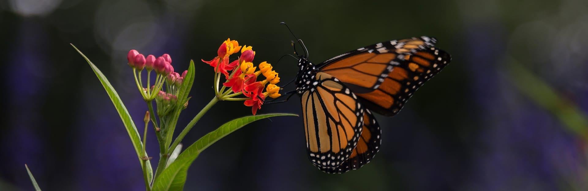 Monarch butterfly on lantana flower
