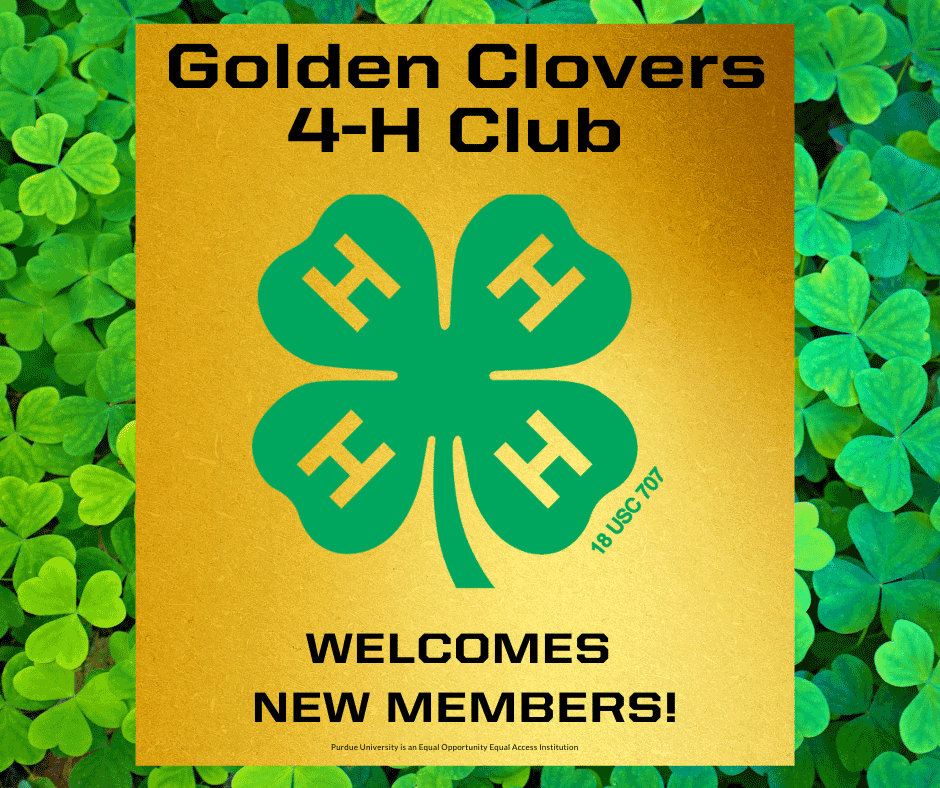 golden clovers