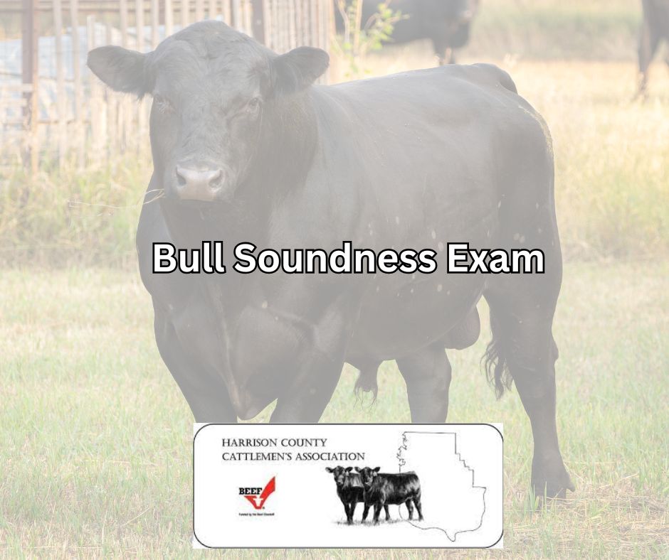 bull soundness