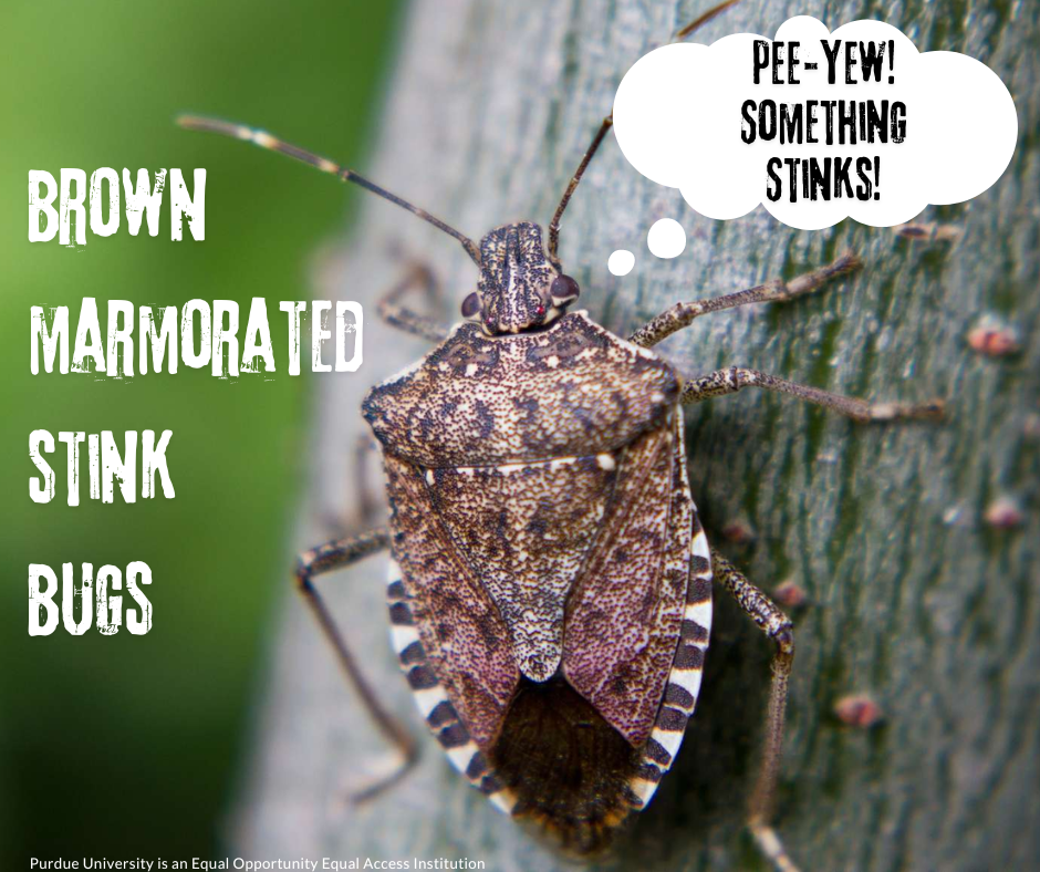 stink bug