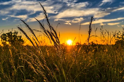 crops and sunset