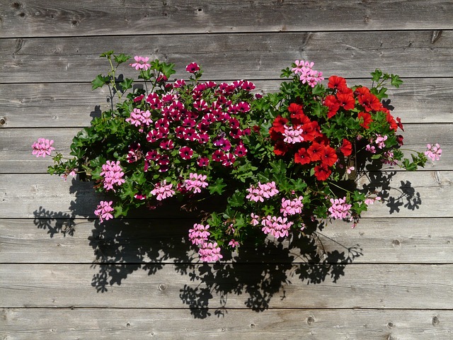 flowers