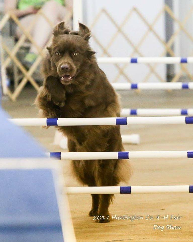 Canine Capers 4-H Club