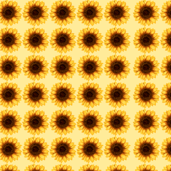 Sunflower Cover Photo