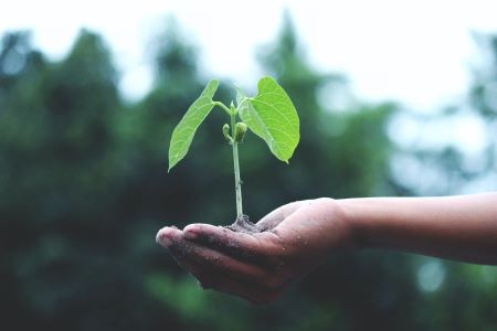 hand holding small plant