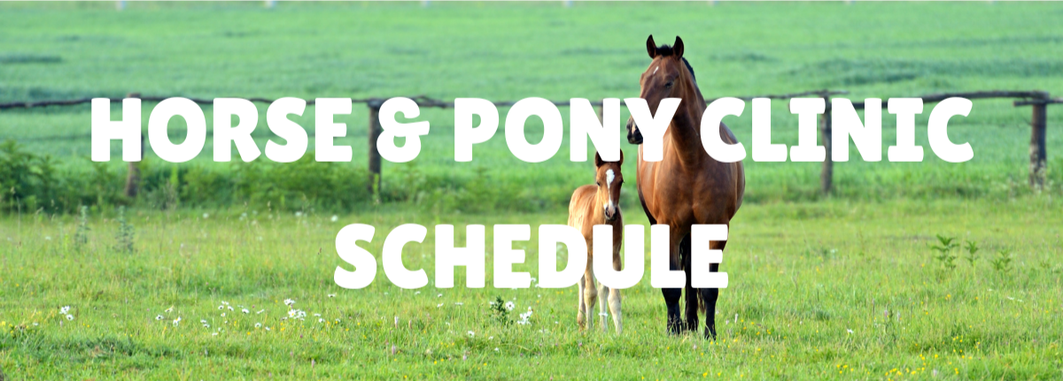 horse and pony clinic
