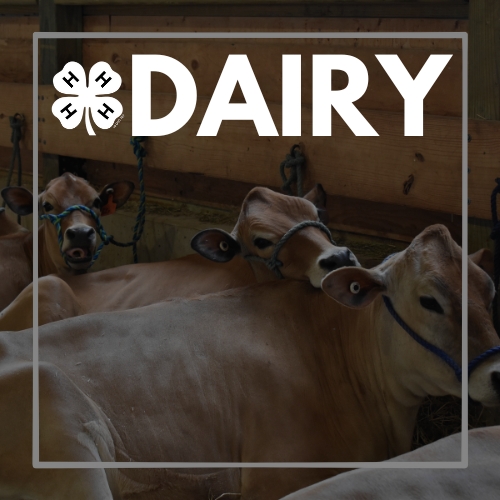 dairy.jpg