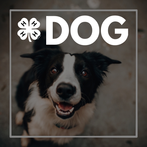 dog.jpg