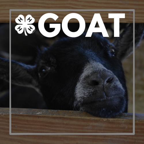 goat.jpg