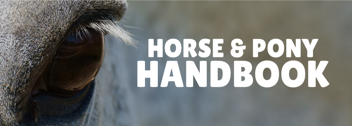 horse and pony