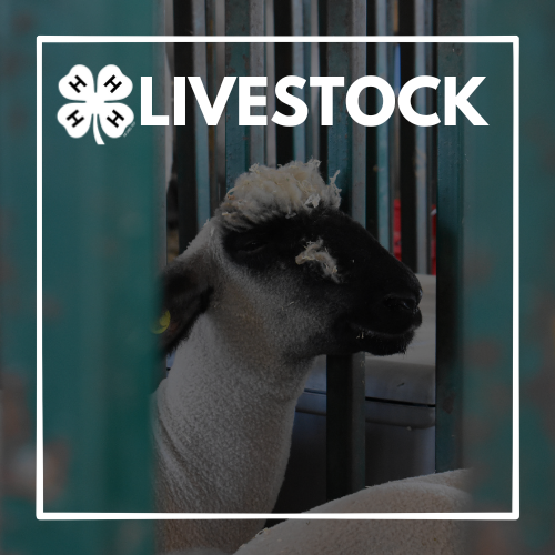 4-H Livestock