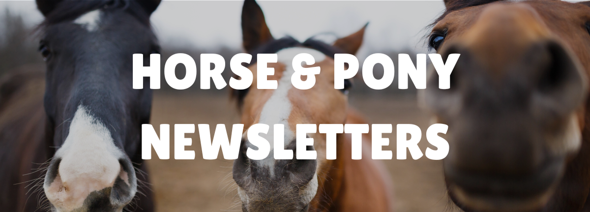 newsletter-horse and pony