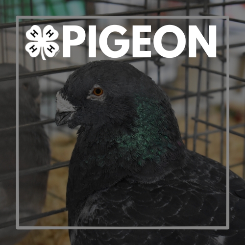 pigeon.jpg