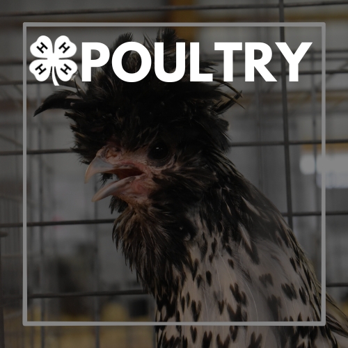 poultry.jpg