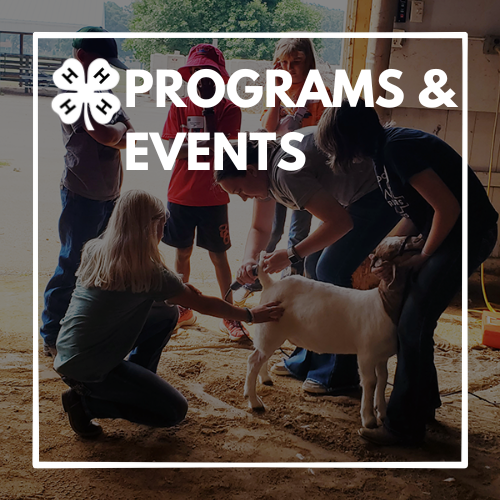 4-H Programs & Events