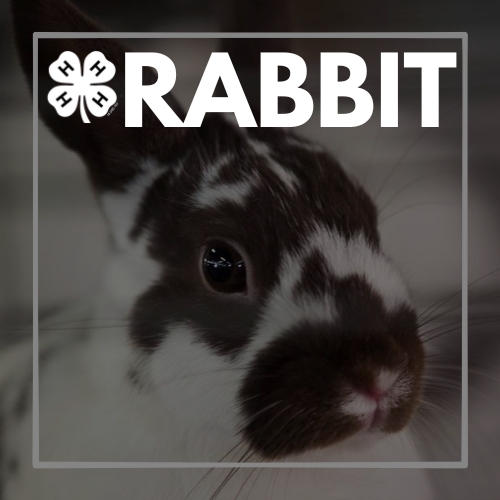 rabbit.jpg