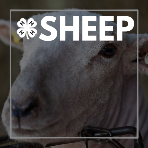 sheep.jpg