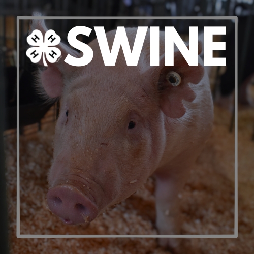 swine.jpg