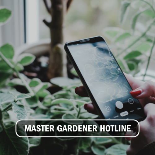 Master Gardener Hotline Button