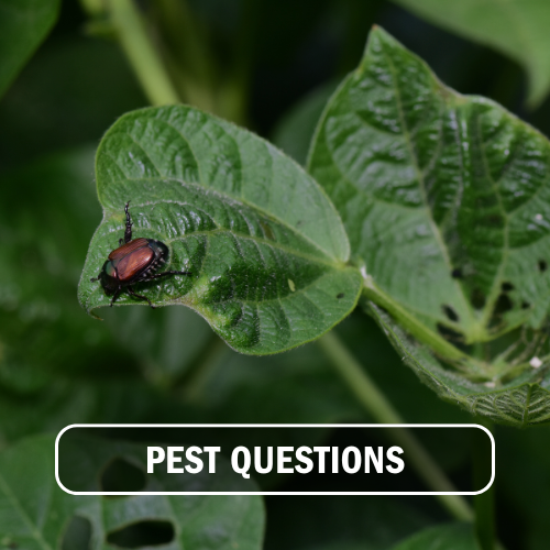 pest questions