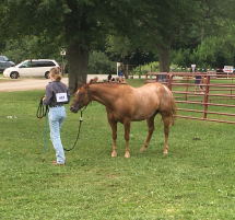 County Mounties 4-H Club