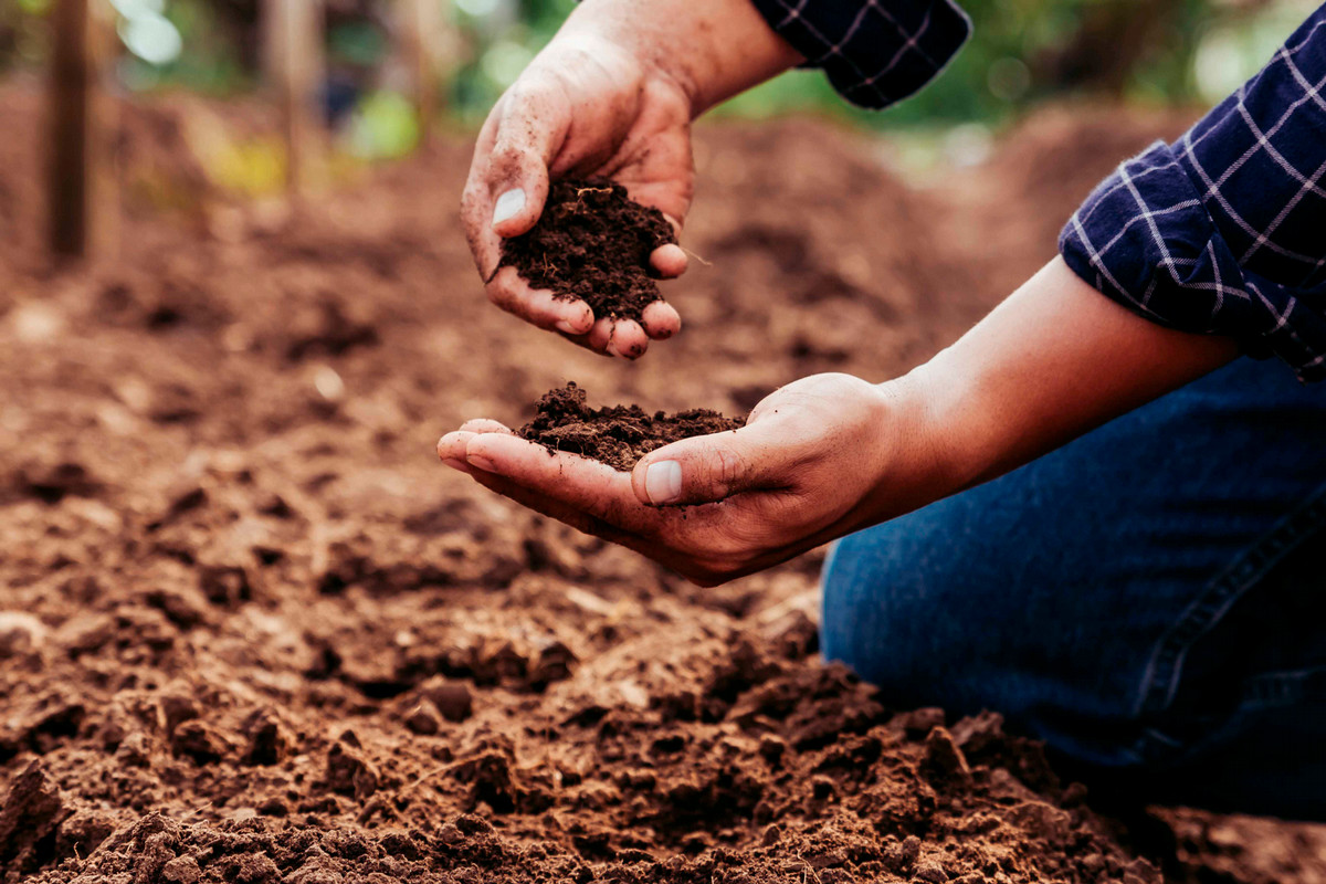 Hands in Soil Image