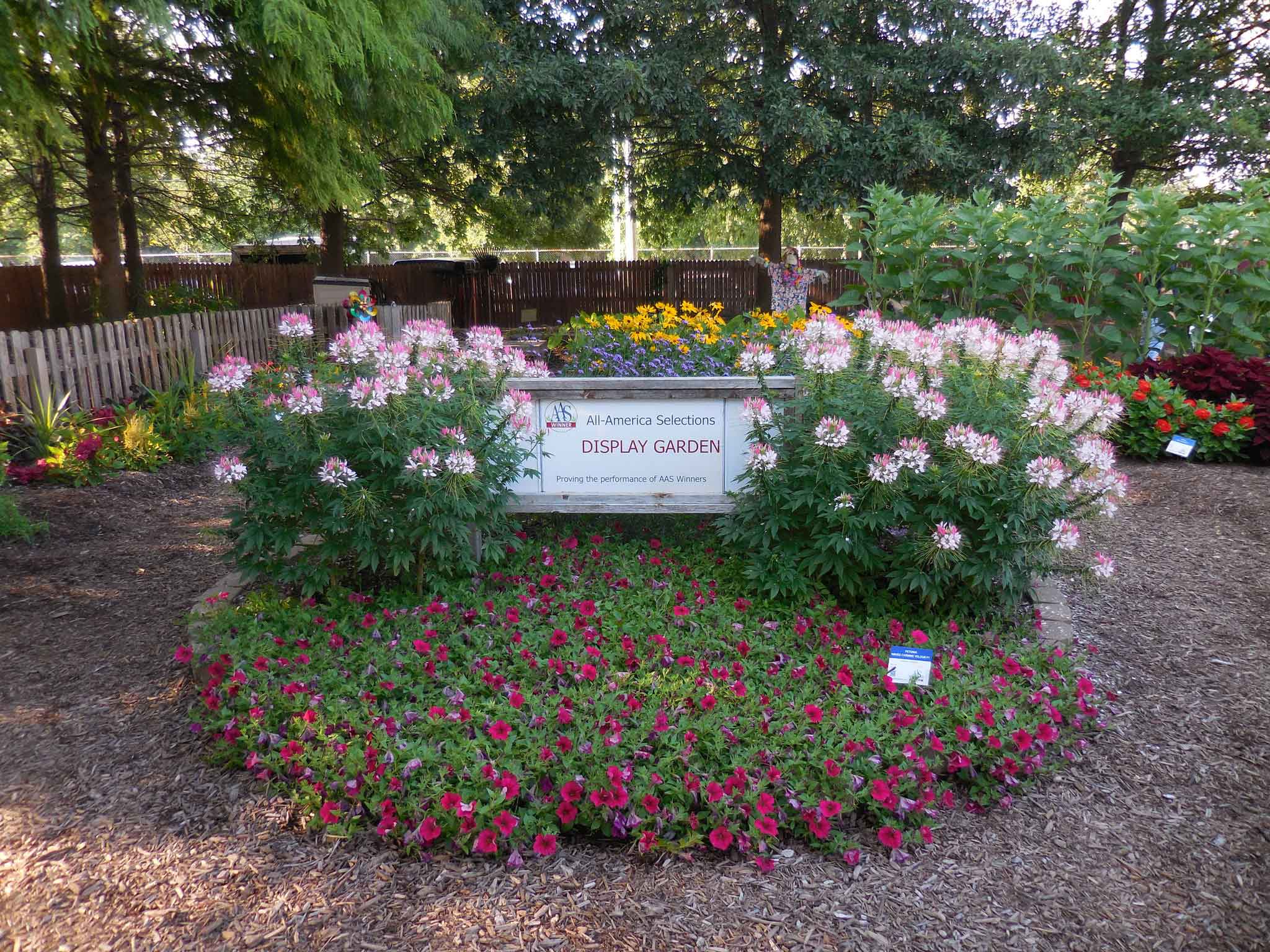 Cleome hasselrana ‘Sparkler Blush’ Spider flower   and   Petunia x hybrida 'Wave Carmen Velour' Petunia