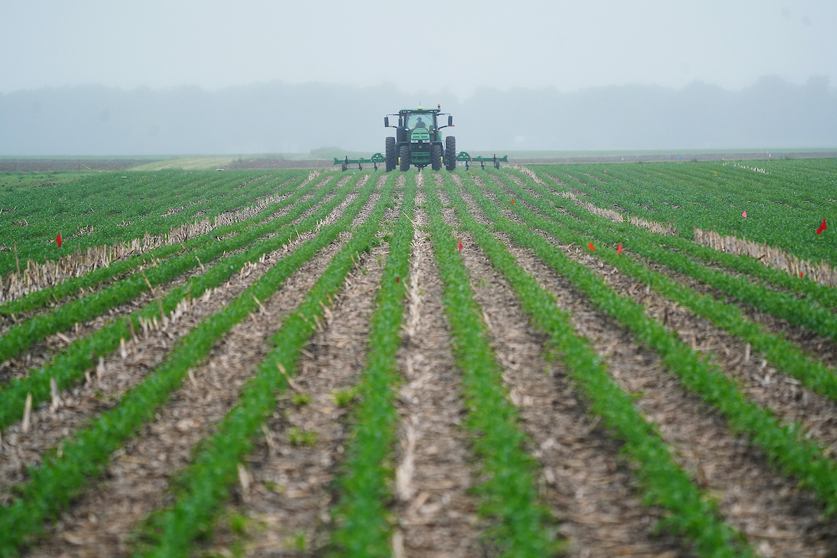 crops in an open field