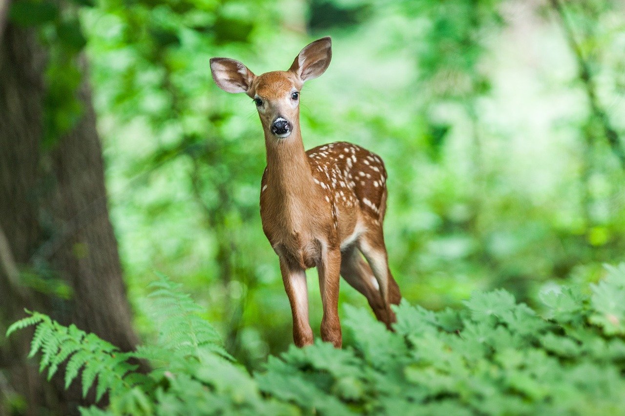fawn in the woods