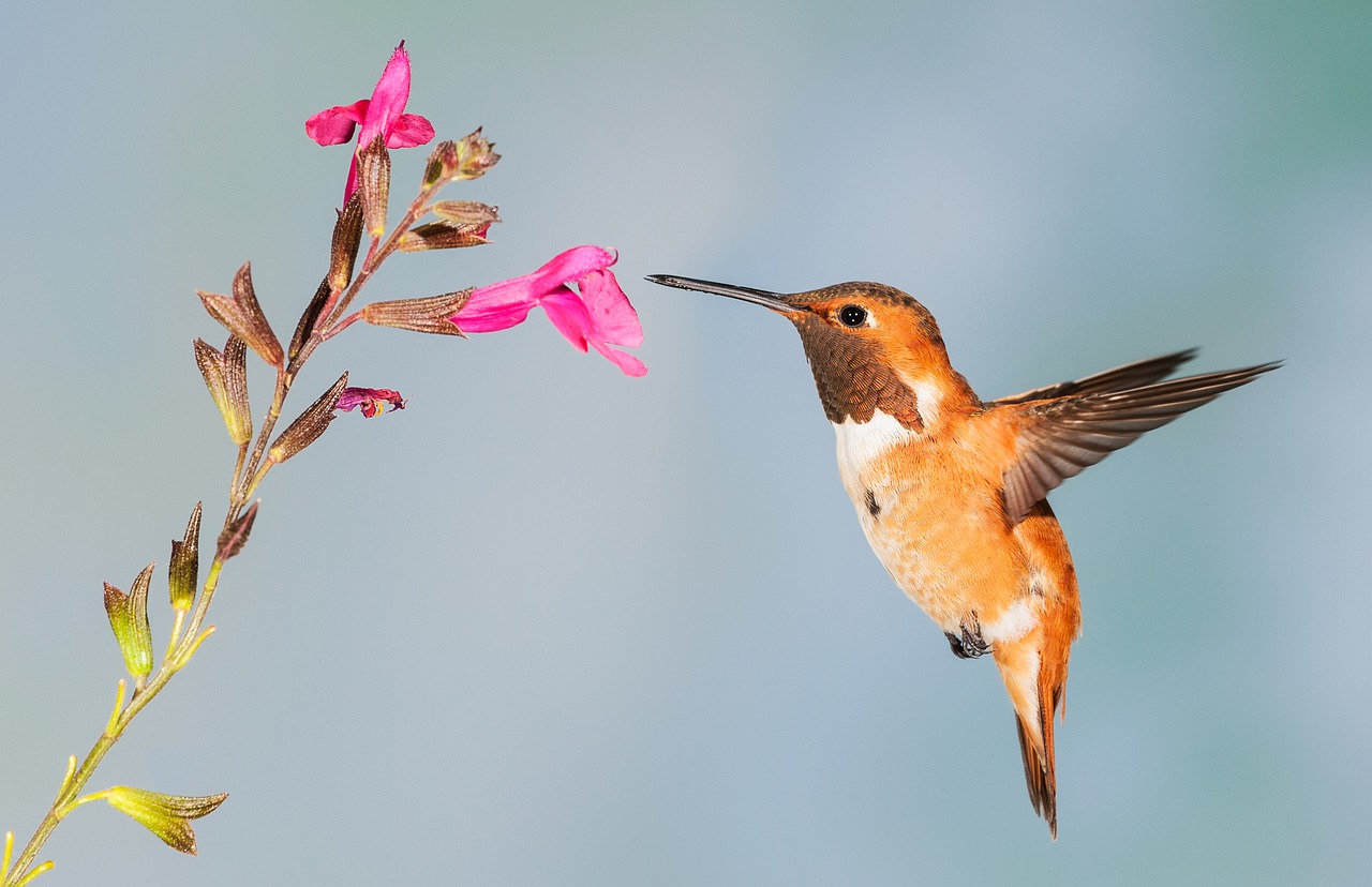 hummingbird