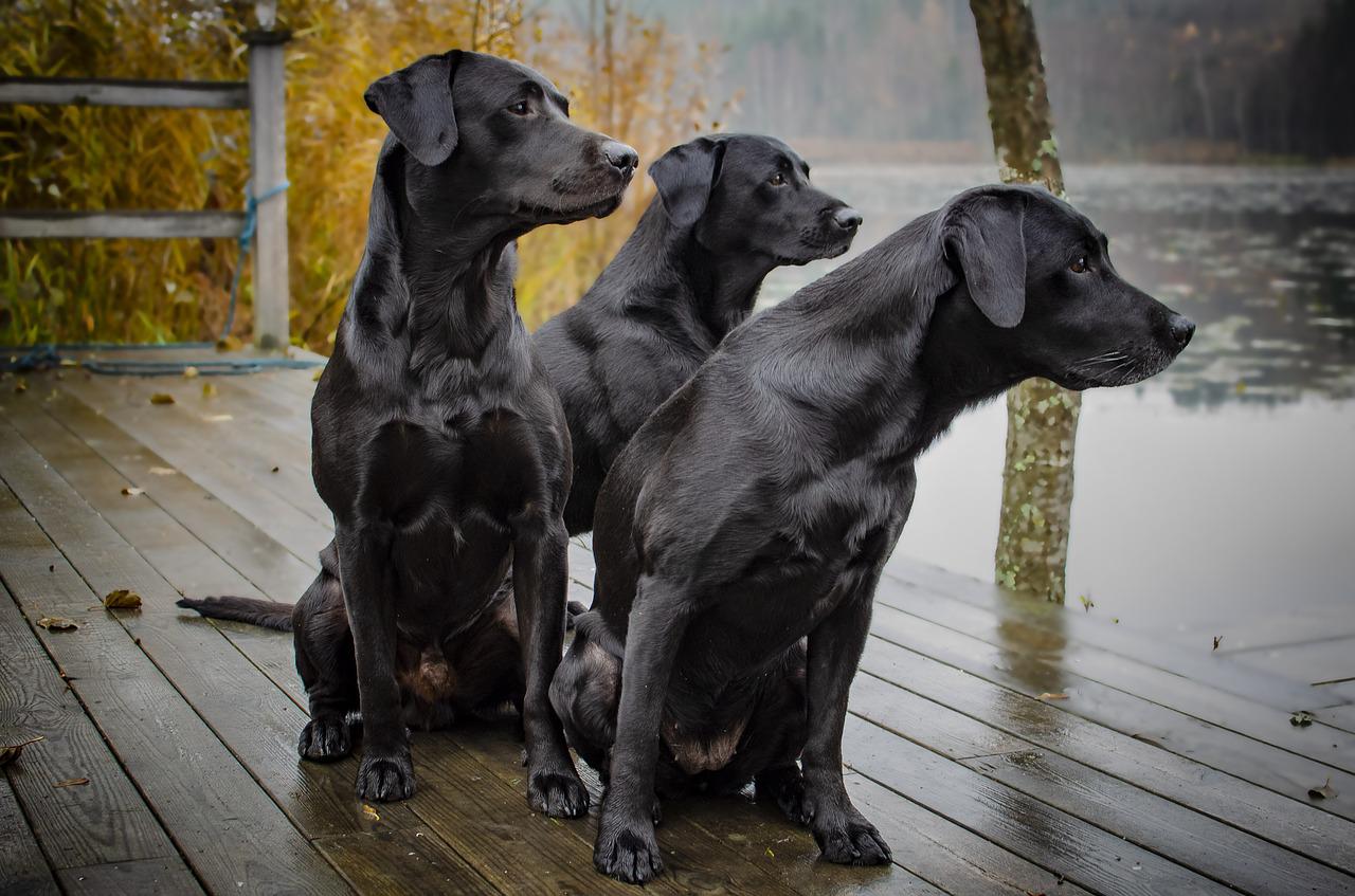 Labrador dogs hunting by lake