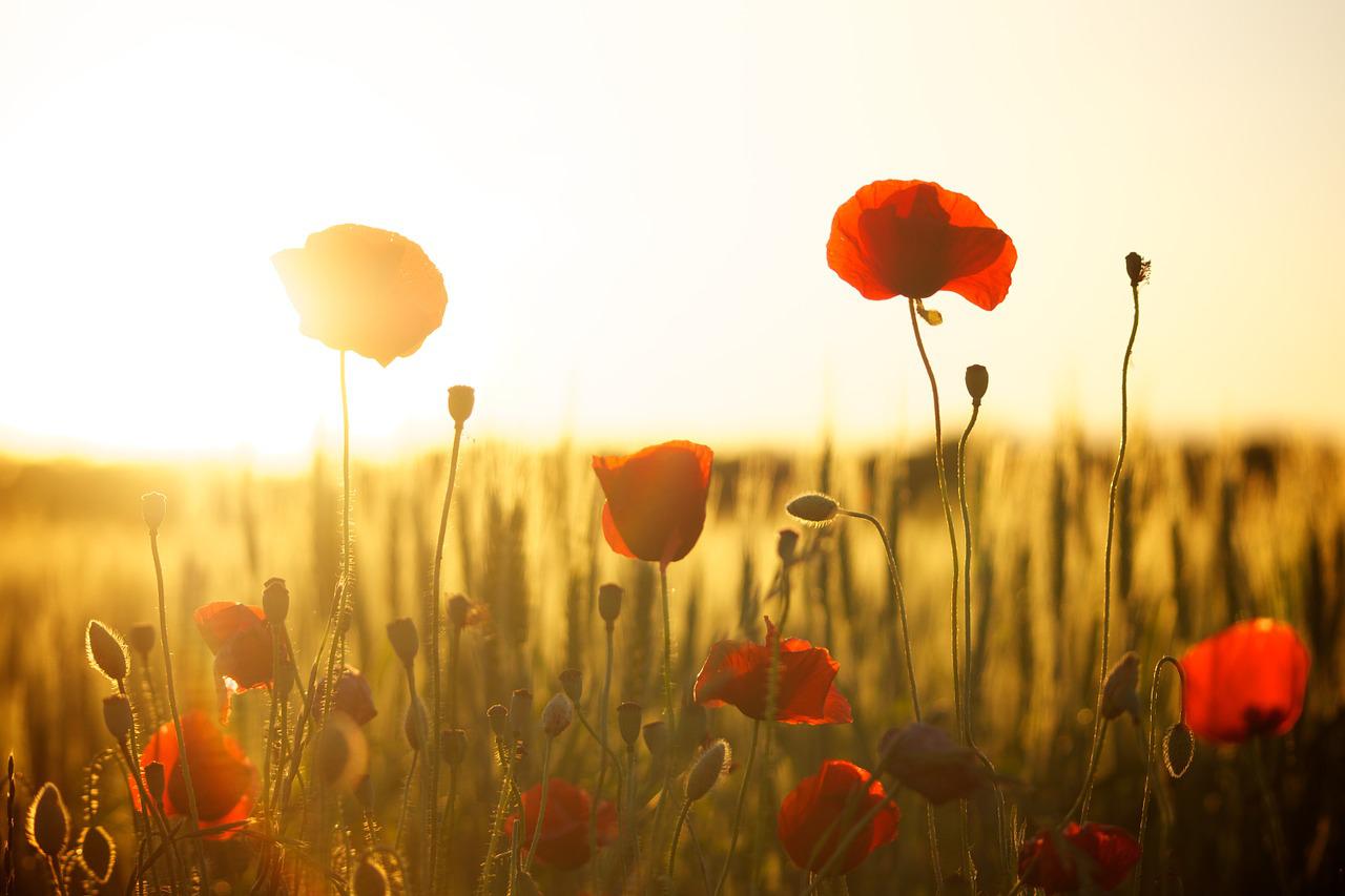 poppies in the sunlight