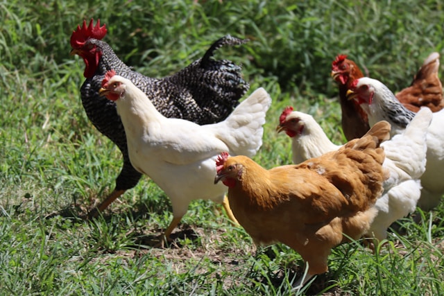 chickens 