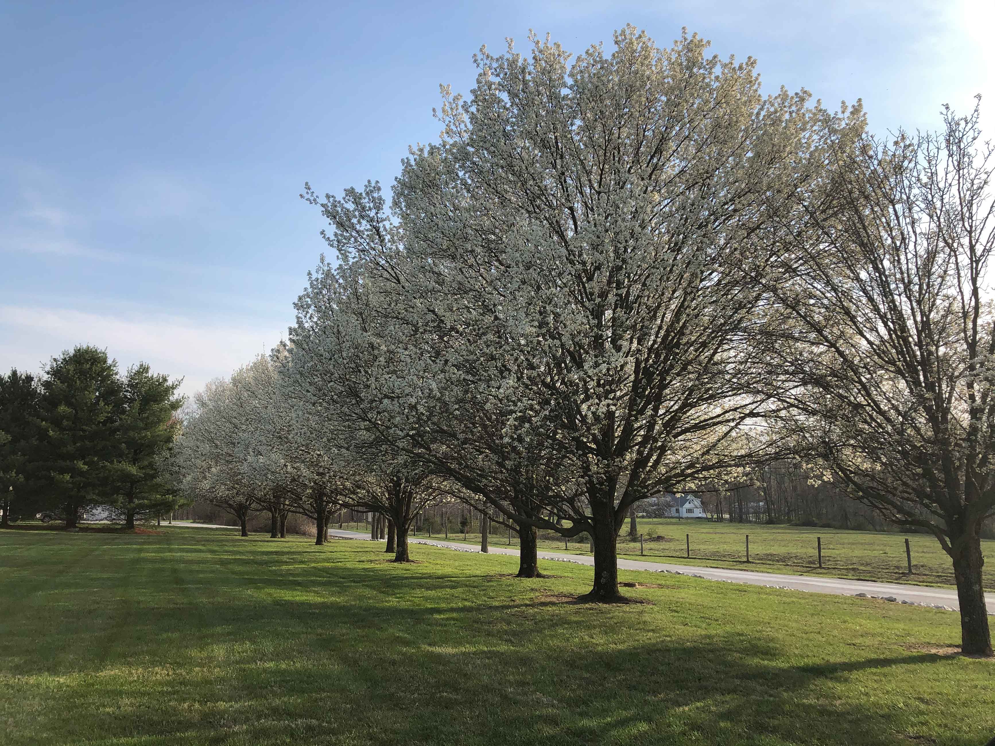 lawn with trees 