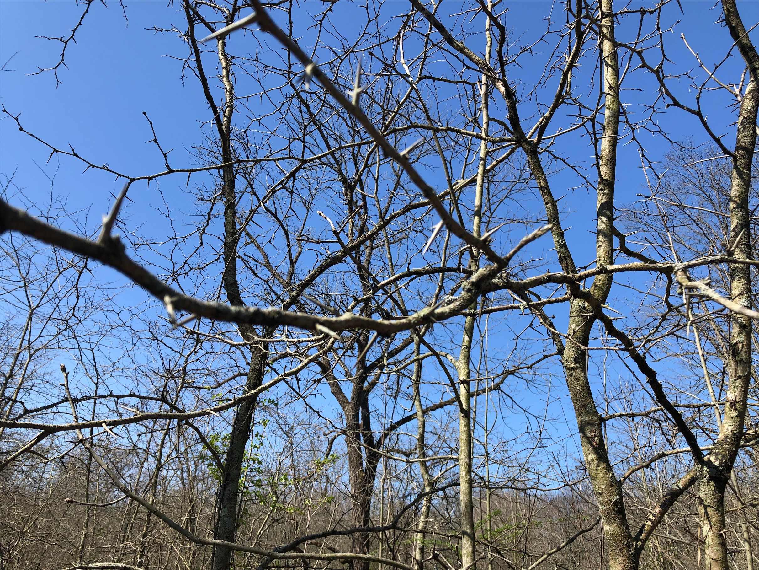 Trees 