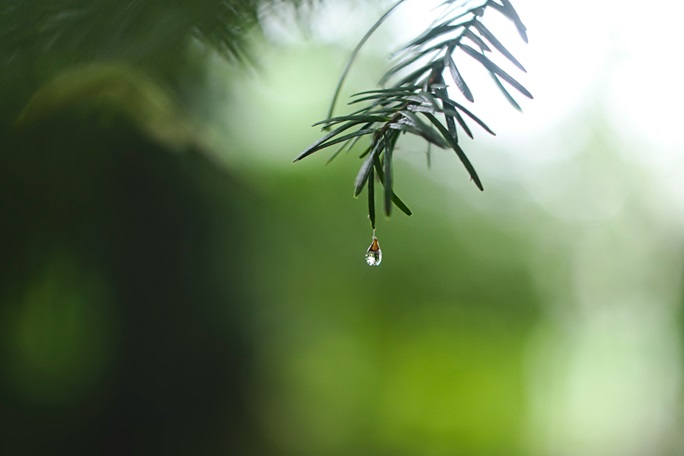 rain 