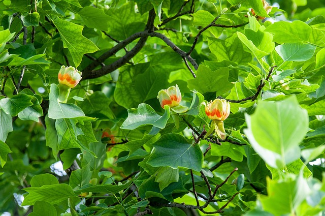 Tulip tree 