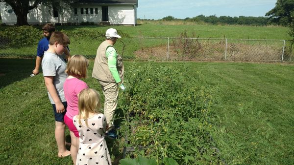 A Master Gardener volunteer teaches youth