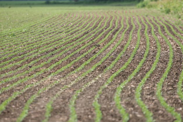 Young soybeans growing in a field