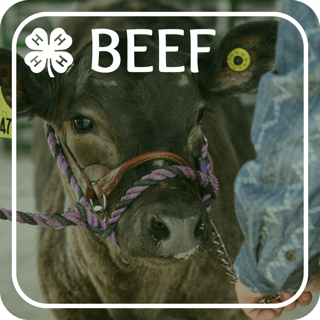 Beef Project