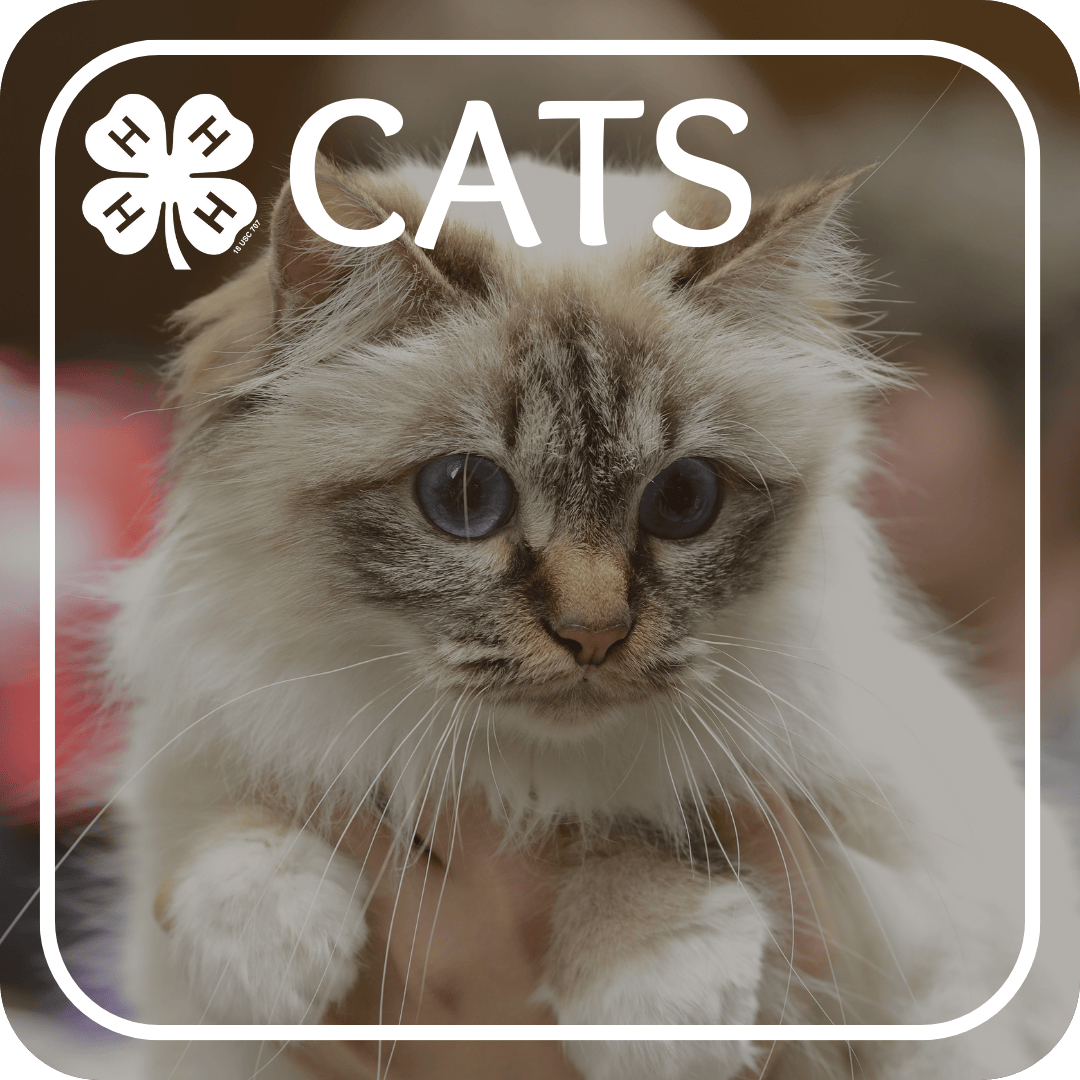 Cats Project