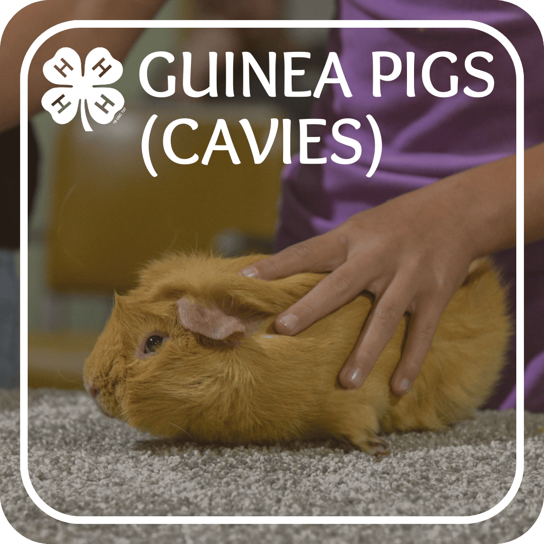 Guinea Pigs Cavies Project