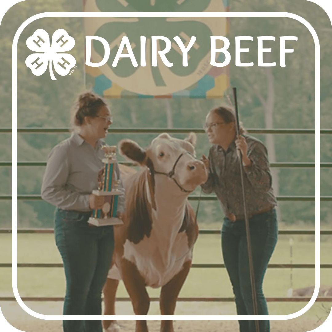 Dairy Beef Project