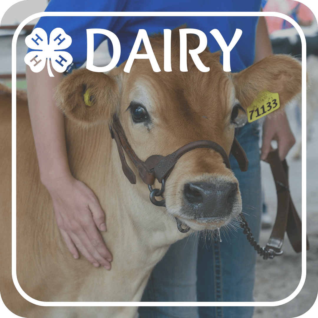 Dairy Project